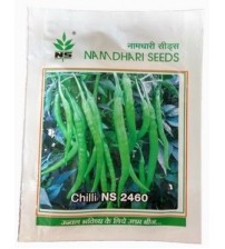 Chilli / Hot Pepper NS 2460